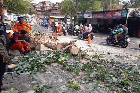 Dua Pengendara Sepeda Motor yang Tertimpa Pohon Tumbang di Kota Malang Alami Patah Tulang