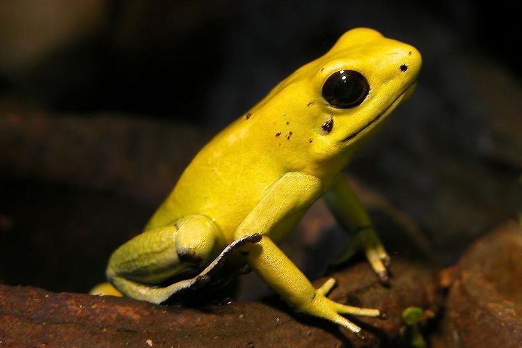 Katak panah beracun emas