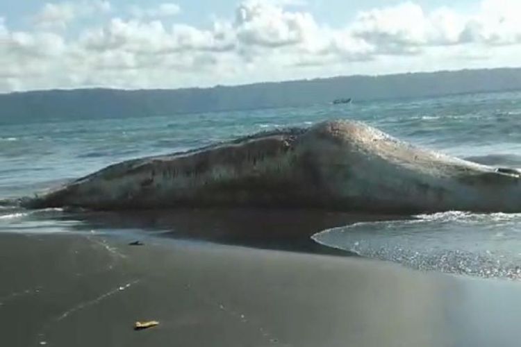 Seekor ikan hiu tutul yang terdampar dan mati di Pantai Selatan Jember, Selasa (3/12/2024)