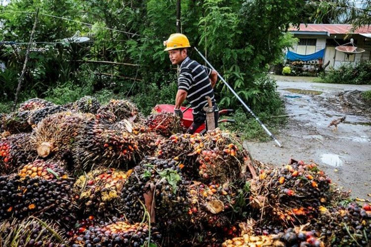 Salah seorang pekerja di perkebunan kelapa sawit.