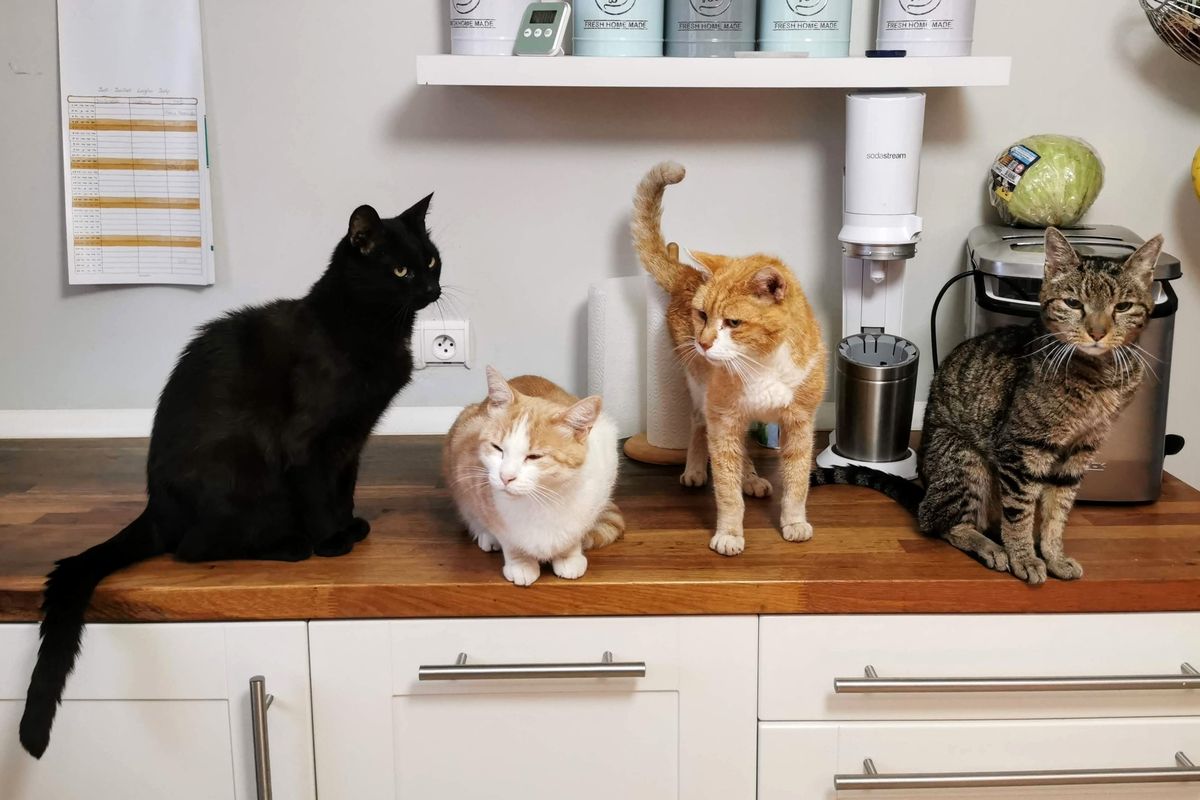 Kucing berkomunikasi dengan sesamanya melalui beragam cara.