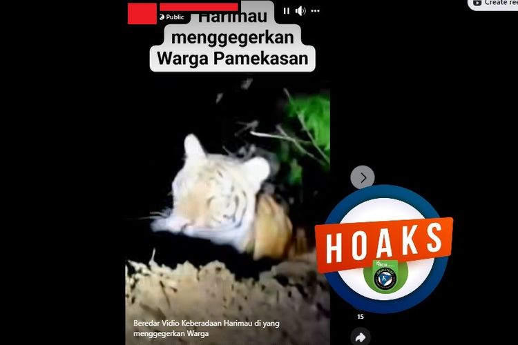 Tangkapan layar video di Facebook yang mengeklaim terdapat seekor harimau yang berkeliaran di Pamekasan dan menggegerkan warga