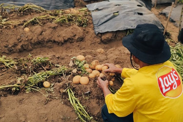 PepsiCo Kembangkan Kentang Lokal Garut untuk Bahan Baku Keripik Lay’s di Pabrik Cikarang