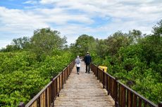 8 Aktivitas di Kebun Raya Mangrove Surabaya, Bisa Keliling Naik Perahu