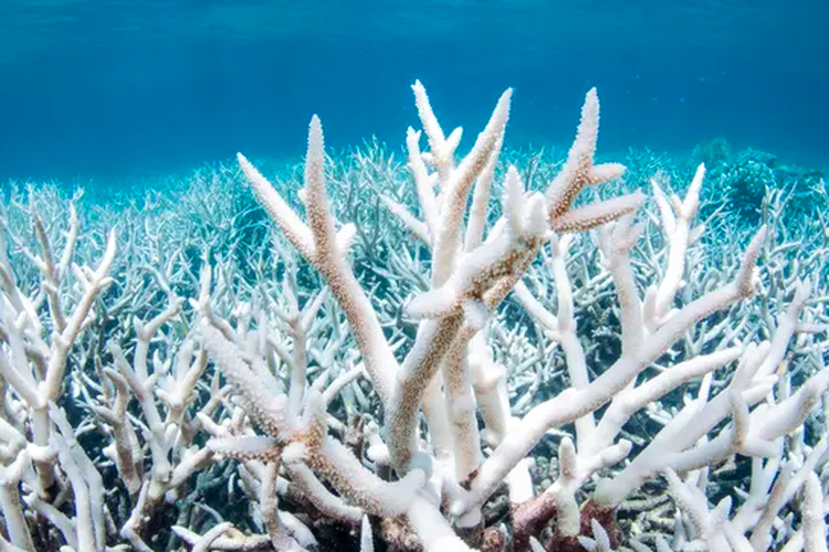 Tangkapan layar pemutihan karang di bagian utara Great Barrier Reef pada 2017