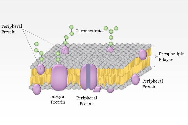 Sebuah membran sel memperlihatkan sekumpulan protein yang memberikan lapisan lapisan dengan protein integral dan poriferal padanya.