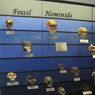 Paleoantropologi, Ilmu yang Mempelajari Kehidupan Manusia