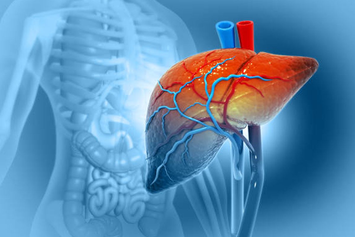 Ilustrasi hati manusia. Banyak dampak yang bisa terjadi ketika kerusakan hati dan fungsi organ tidak bekerja semestinya. Ini meliputi cairan menumpuk di perut (asites).