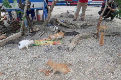 5 Fakta Pulau Kucing di Indonesia yang Ada di Maluku Utara