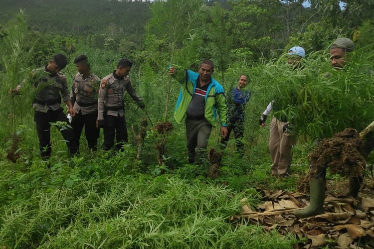 Polisi mencabut ladang ganja di Desa Seumirah, Kecamatan NIsam Antara, Kabupaten Aceh Utara, Sabtu (15/2/2020)