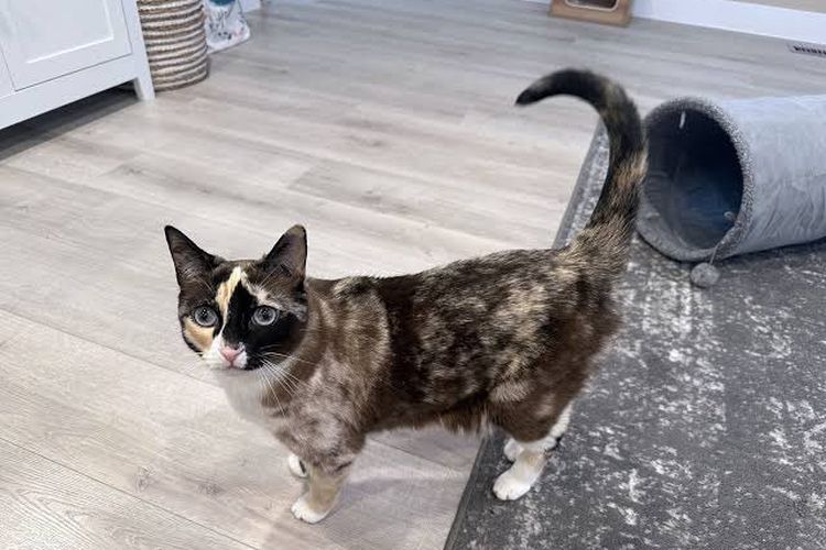 Cerita Kucing Terbawa Paket 1.000 Kilometer, 6 Hari di Dalam Kardus