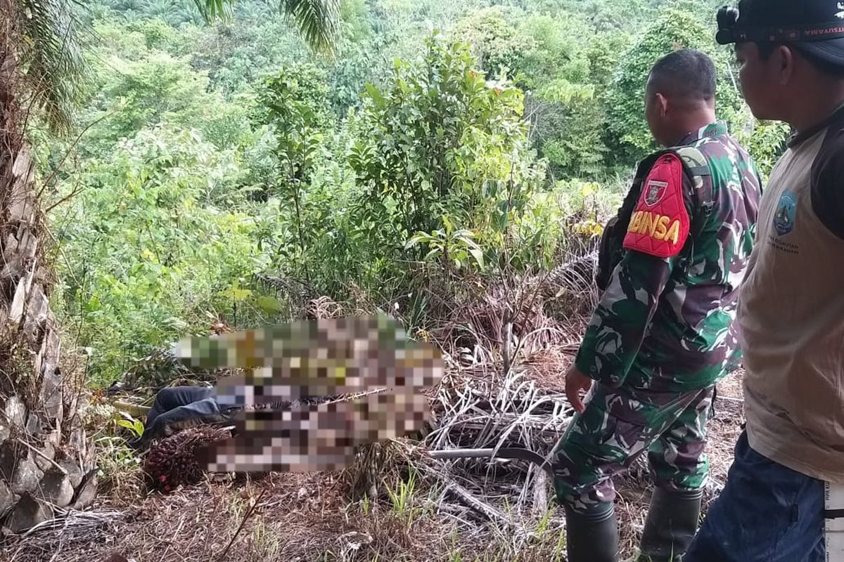 Kondisi jenazah Jalil (52), pekerja kebun kelapa sawit yang meninggal diduga akibat sakt lambung akut. Jenazahnya membusuk dan rusak akibat dimangsa biawak
