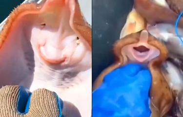 Ikan Pari Disebut Bisa Tertawa jika Digelitik, Ini Faktanya ...