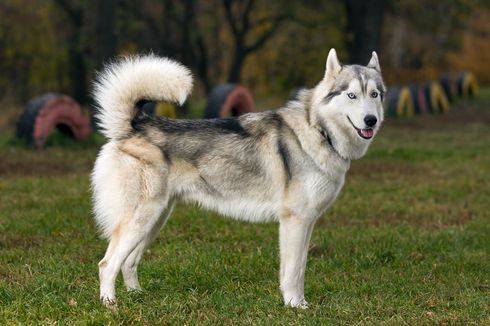 Mengenal Anjing Siberian Husky, dari Sejarah, Tampilan, hingga Naluri