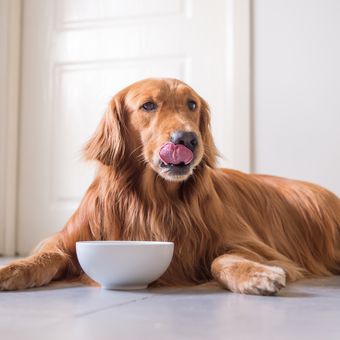 Ilustrasi anjing makan.