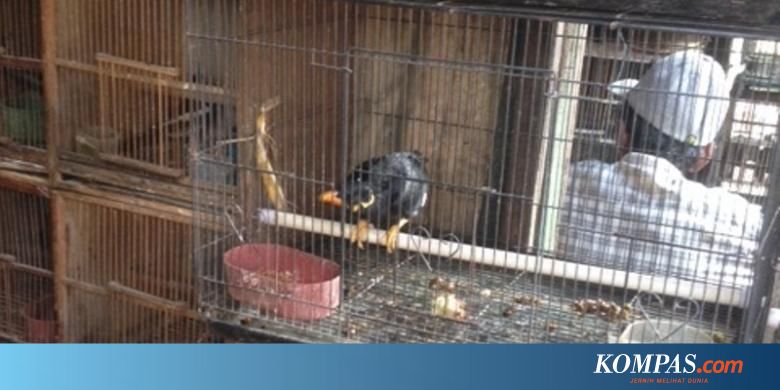 Satwa Langka Marak Diperjualbelikan Di Jawa Timur 1