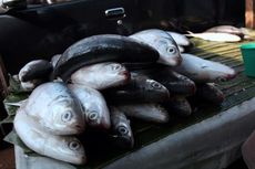 Anggota DPRD Asal Gerindra Tersandung Korupsi Proyek Kios Ikan