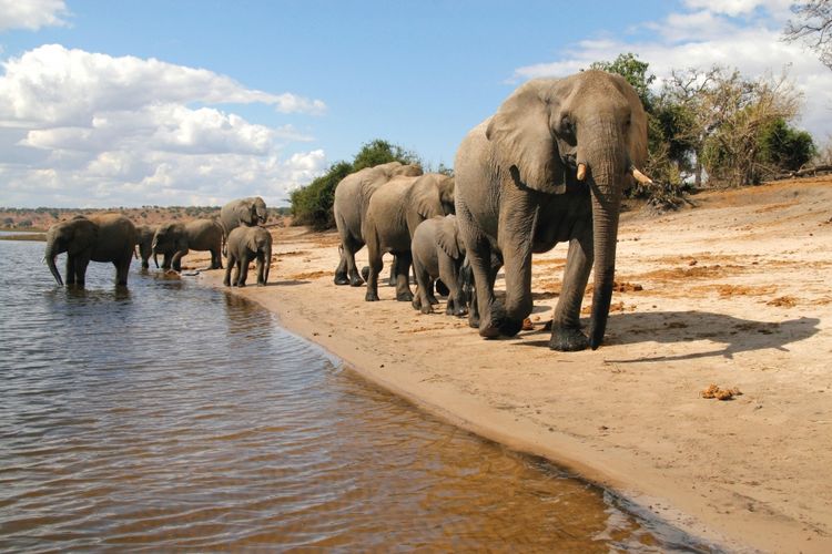 Ilustrasi Botswana - Sekumpulan gajah di Chobe National Park, Botswana.