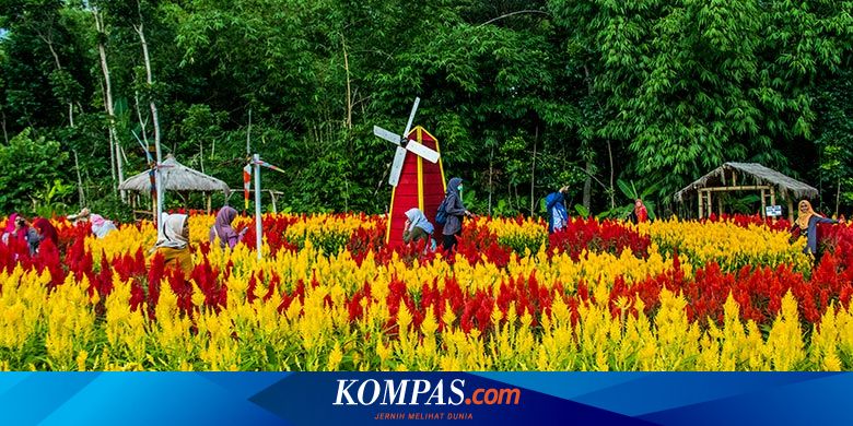 Warna Warni Taman Bunga Celosia Mekar Sampai Boyolali Halaman All Kompas Com