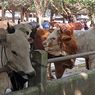 Harga Sapi Kurban di Sleman Mulai Merangkak Naik Jelang Idul Adha 