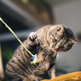 ilustrasi kucing bermain dengan bunga