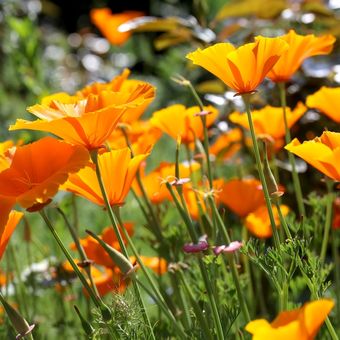 Ilustrasi bunga Californian poppy. 