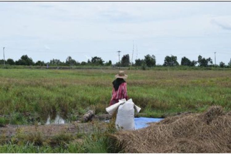 Food Estate di Kalimantan Tengah merupakan program pengembangan lahan Kementerian Pertanian. 