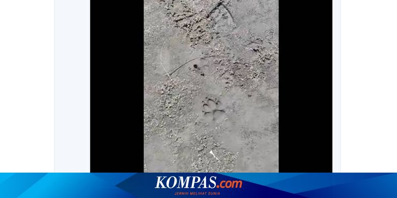 Video Viral Jejak Kaki Hewan Liar Di Ranu Kumbolo Ini Kata Pengelola Halaman All Kompas Com