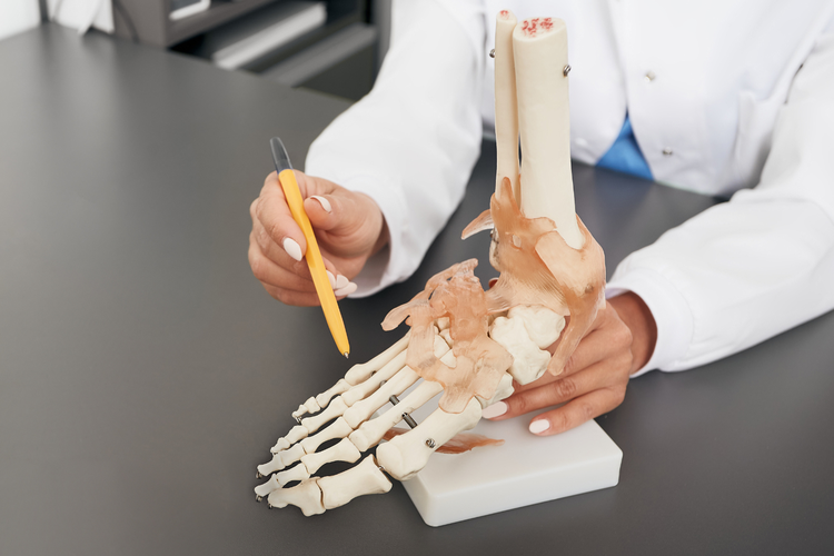 Ilustrasi fungsi dan gangguan tulang jari kaki 