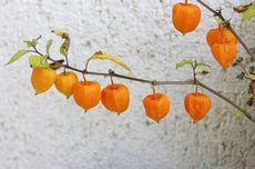 Cara Budidaya Ciplukan, Buah Kecil yang Harganya Mahal