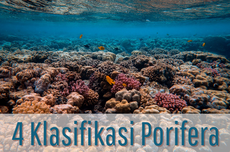 4 Klasifikasi Porifera dan Pengertiannya