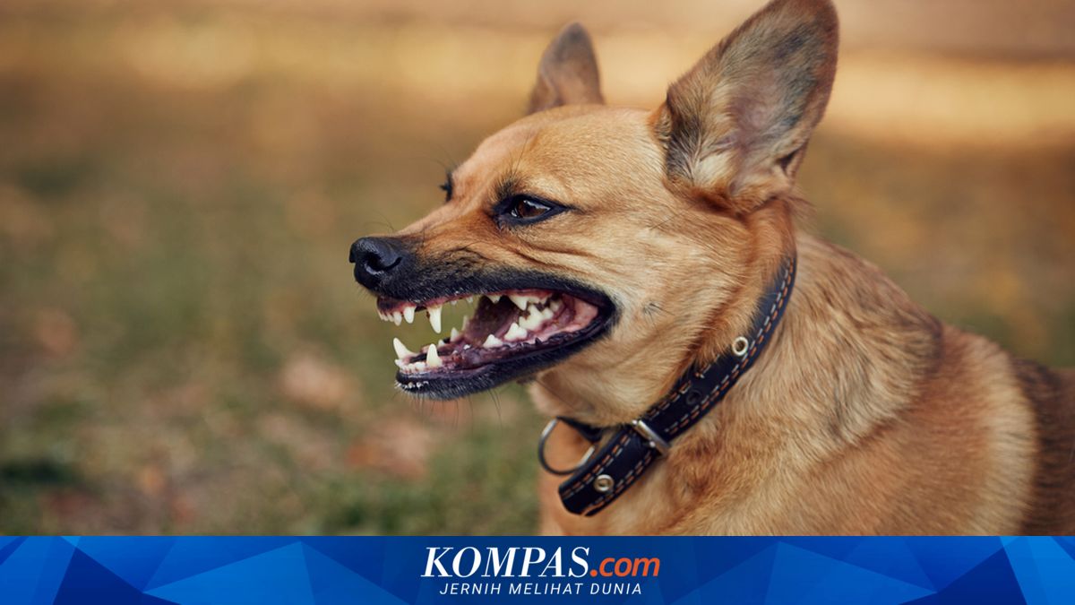 Bagaimana Diagnosis dan Pengobatan Penyakit Rabies?