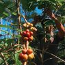 Harga Kopi Meroket karena Iklim, Indonesia Sementara Cuan