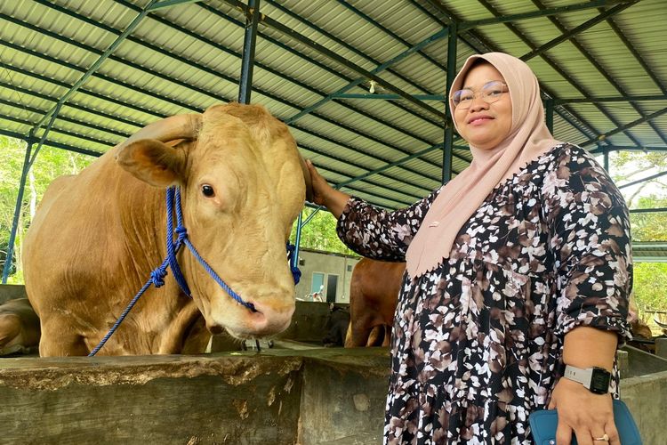 Byson, Sapi 1 Ton Asal Balikpapan Terpilih Jadi Hewan Kurban Presiden Prabowo