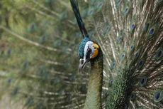 Libur Natal, 100 Ribu Wisatawan Serbu Kebun Binatang Gembira Loka