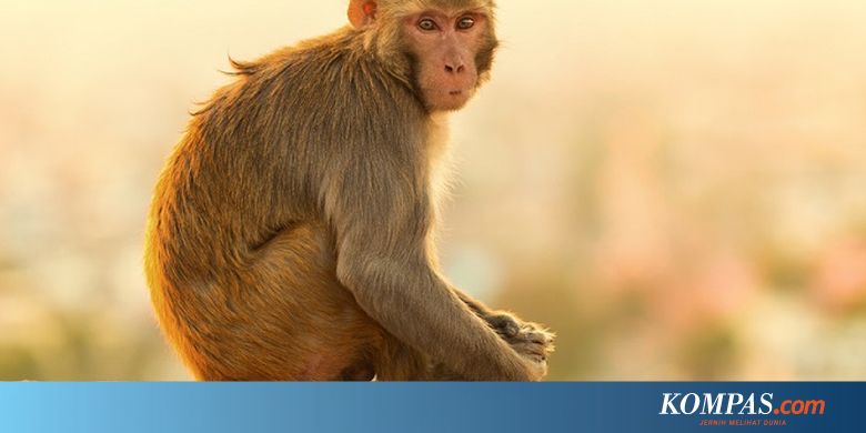 Hutan Mati Belasan Monyet di India Ditemukan Mati  di Hutan  Diduga 