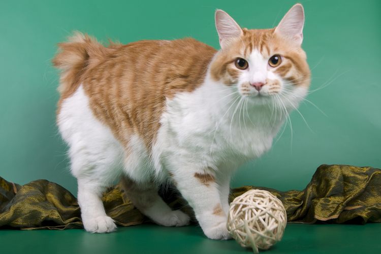 Ilustrasi kucing ras American Bobtail. 