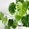 3 Cara Memperbanyak Tanaman Monstera di Rumah