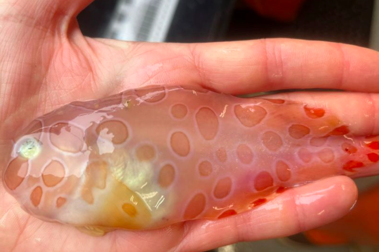 Ikan siput tembus cahaya yang ditemukan oleh para ilmuwan Alaska