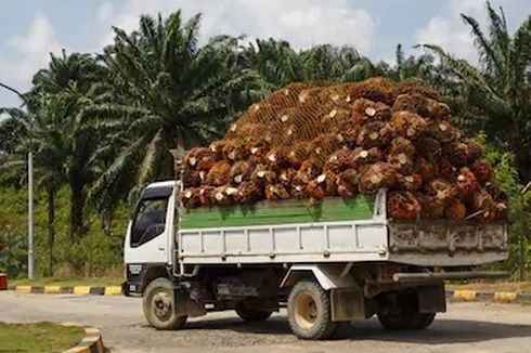 Lawan Diskriminasi Kelapa Sawit, Indonesia Gugat Uni Eropa di WTO