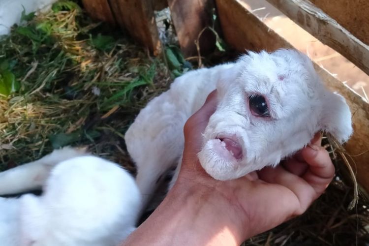Domba bermata satu gegerkan warga Cianjur, Jawa Barat. Namun, hanya hidup sehari dombs yang juga tidak memiliki hidung dan anus itu mati