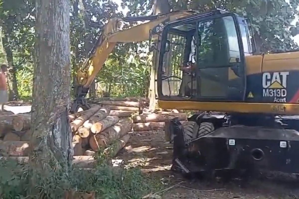 Aktivitas ekskavator di tempat penimbunan kayu (TPK) hasil penebangan Perhutani di Desa Sarikemuning, Kecamatan Senduro, Kabupaten Lumajang.