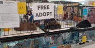 Adopsi Kucing dan Anjing Gratis di PETFEST 2025, Bagaimana Caranya?
