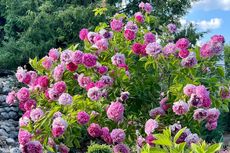 7 Bunga Pembawa Keberuntungan yang Mempercantik Halaman Rumah