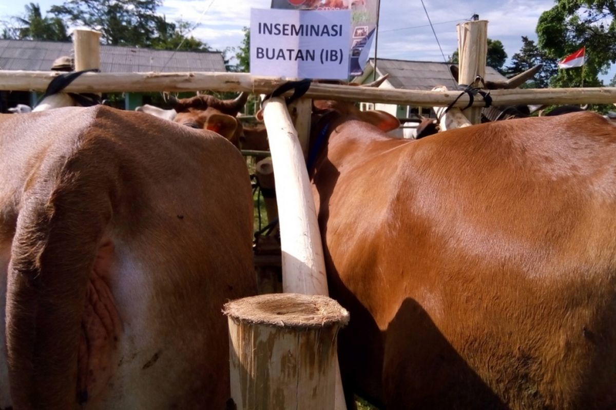 Sapi di Desa Neglasari, Kecamatan Ketibung, Kabupaten Lampung Selatan, Provinsi Lampung, Kamis (29/3/2018), dalam program inseminasi buatan. Sampai dengan 2021, Kementerian Pertanian menargetkan 25 juta ekor sapi nasional program Upaya Khusus Sapi Indukan Wajib bunting (Upsus Siwab). 