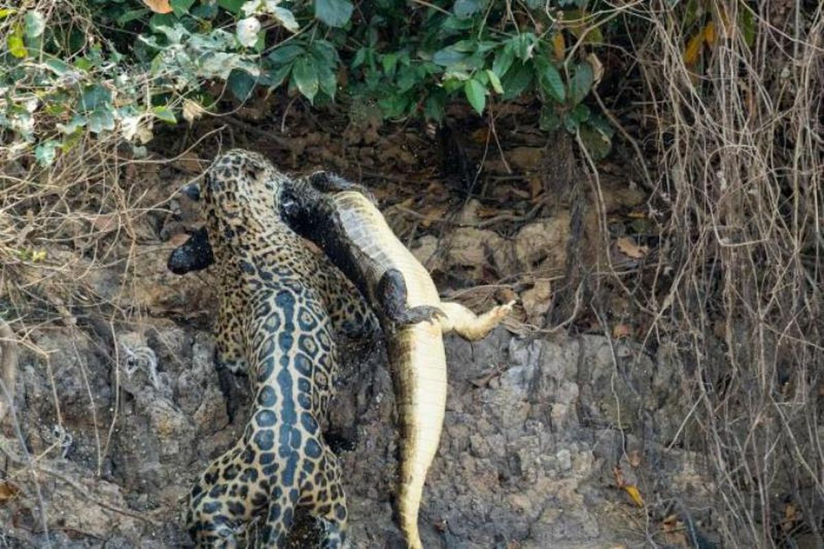 Pertarungan jaguar dan buaya, siapa yang menang?