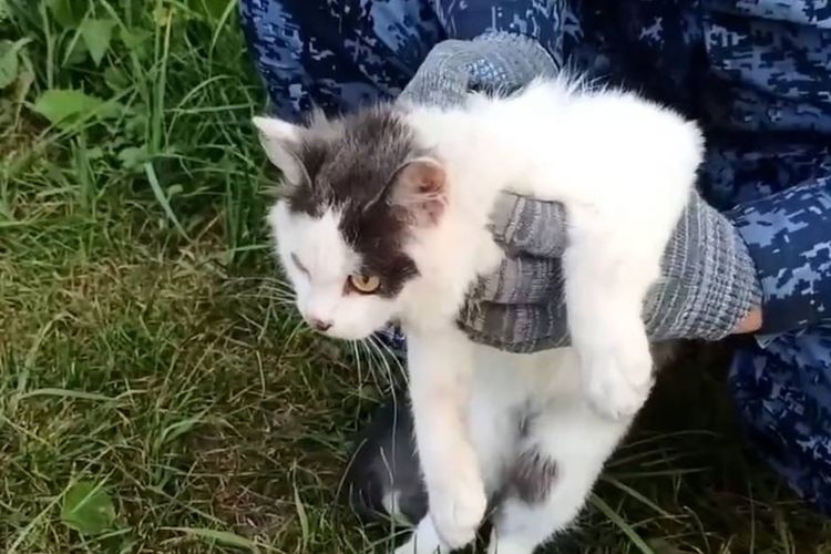 Kucing di Rusia Ditangkap Petugas, Gara-gara Jadi Kurir Narkoba
