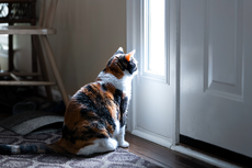 8 Tanda Kucing Merasa Sedih, Bisa Jadi Gejala Depresi