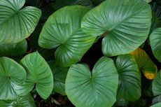 Cara Merawat Homalomena, Tanaman Tropis Kerabat Philodendron