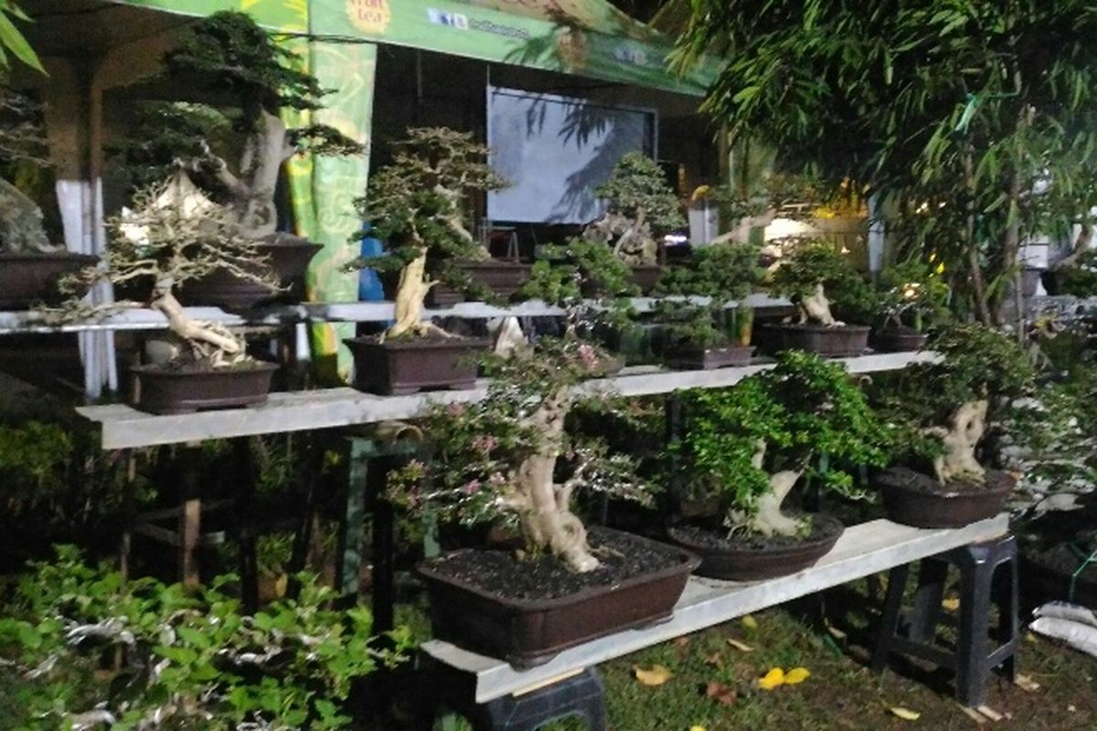 Tanaman bonsai di Pameran Flona dibanderol mulai dari Rp 500 ribu sampai Rp 70 juta.